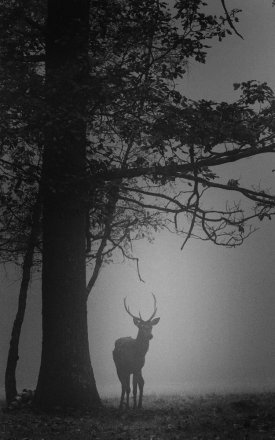 Stag at dusk